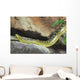 Yellow Anaconda [ Eunectes notaeus ] on the rock. Wall Mural