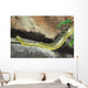 Yellow Anaconda [ Eunectes notaeus ] on the rock. Wall Mural
