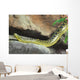 Yellow Anaconda [ Eunectes notaeus ] on the rock. Wall Mural