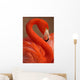 Vertical Portrait Greater Flamingo