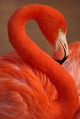 Vertical Portrait Greater Flamingo