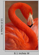 Vertical Portrait Greater Flamingo