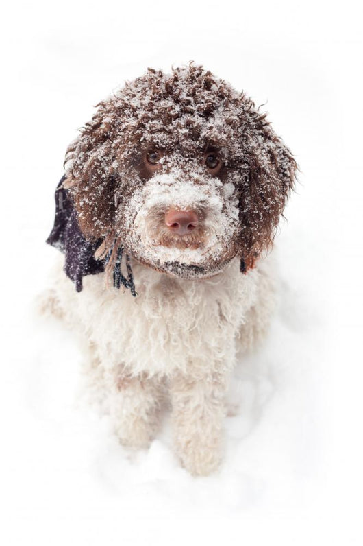 Dog Snow Wall Decal