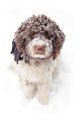 Dog Snow Wall Decal