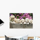 Labradoodle Pupies Wall Mural