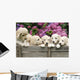 Labradoodle Pupies Wall Mural