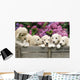 Labradoodle Pupies Wall Mural