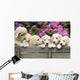 Labradoodle Pupies Wall Mural