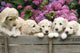 Labradoodle Pupies Wall Mural