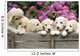 Labradoodle Pupies Wall Mural