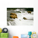 Grizzly Bears Fishing for Salmon Wall Mural