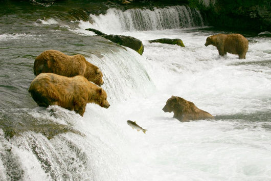 Grizzly Bears Fishing for Salmon Wall Mural