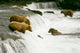 Grizzly Bears Fishing for Salmon Wall Mural