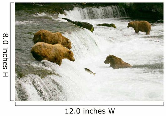 Grizzly Bears Fishing for Salmon Wall Mural
