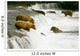 Grizzly Bears Fishing for Salmon Wall Mural