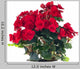 Beautiful Begonia Elatior Mixed