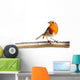 European Robin Branch