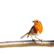 European Robin Branch