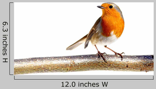 European Robin Branch