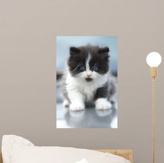 Cute Kitten