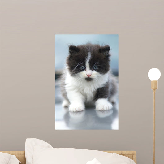 Cute Kitten