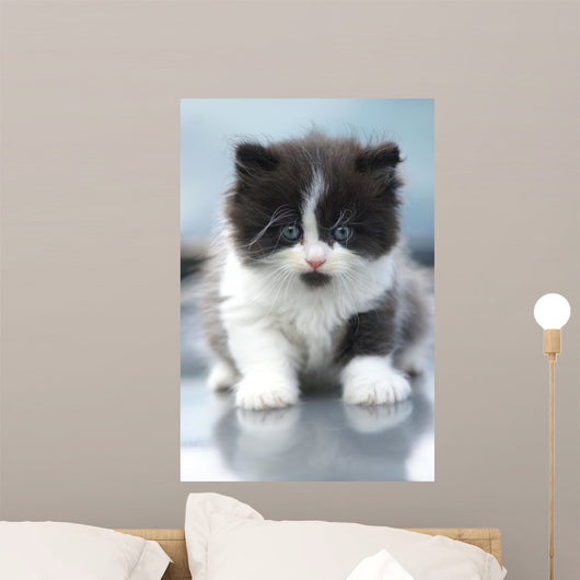 Cute Kitten