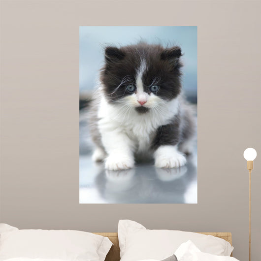 Cute Kitten