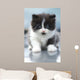 Cute Kitten