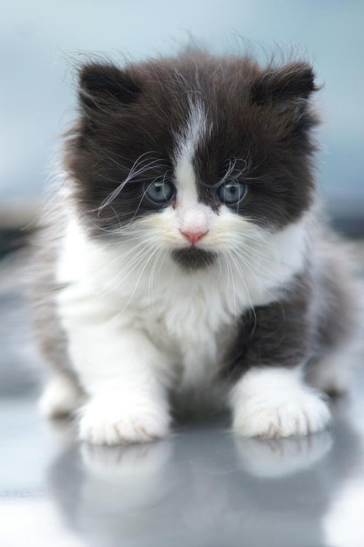 Cute Kitten
