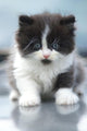 Cute Kitten