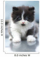 Cute Kitten