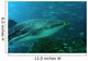 whale shark Wall Mural