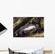 blue catfish Wall Mural
