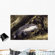 blue catfish Wall Mural