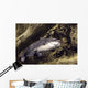 blue catfish Wall Mural
