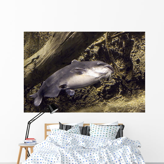 blue catfish Wall Mural