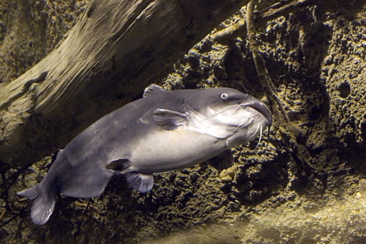 blue catfish Wall Mural