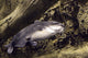 blue catfish Wall Mural
