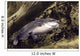 blue catfish Wall Mural