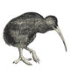 Kiwi (Apteryx australis) Wall Decal