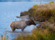 Bull Elk Exiting Lake Wall Mural