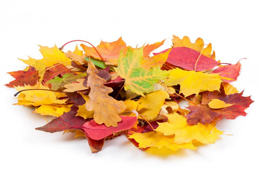 Heap Autumnal Leaves