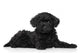 Toy Poodle Puppy Lying