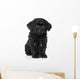 Black Toy poodle puppy Wall Decal