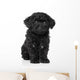 Black Toy poodle puppy Wall Decal