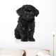Black Toy poodle puppy Wall Decal