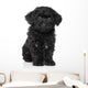 Black Toy poodle puppy Wall Decal