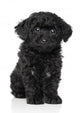 Black Toy poodle puppy Wall Decal