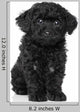 Black Toy poodle puppy Wall Decal