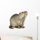 Coypu or Nutria (Myocastor coypus) Wall Decal